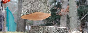 How Our Tree Care Process Works  in  Holland, TX
