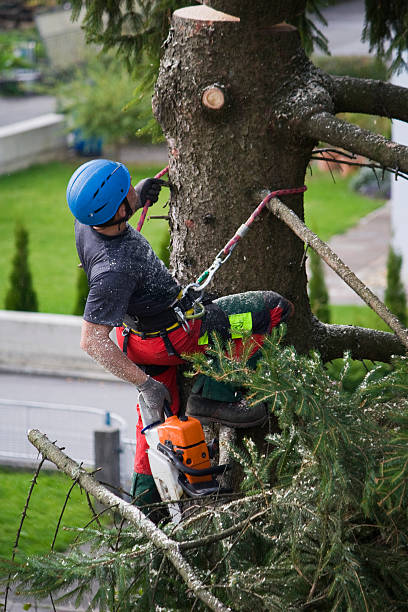 Best Tree Trimming and Pruning  in Holland, TX