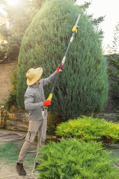 Best Fruit Tree Pruning  in Holland, TX